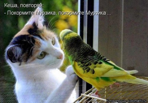 цитатник.0778b8ae65e2c9f4ec75ef58e749beba (500x347, 41Kb)— Прочла в журнале, что борщ мужу ...