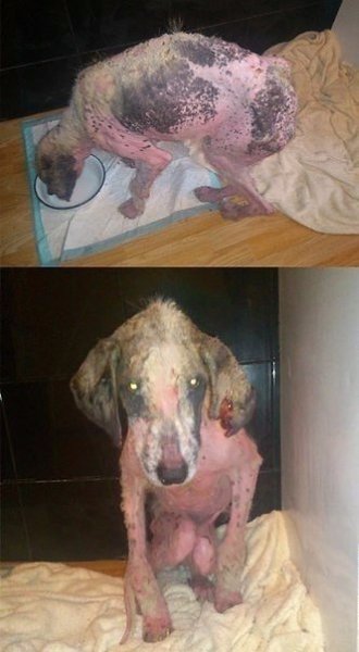 Каждый зaслуживает на второй шанс! Люди, которые спасают животных, спасибо, что вы есть! - 3