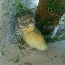 ���� ��������, ���������, 55 ��� - ��������� 15 ������� 2019 � ������ ������ ��������