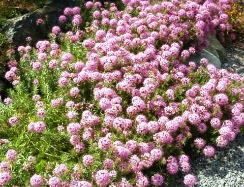 Фуопсис.Фуопсис (Phuopsis) представляет собой быстрорастущий травянистый многолетник с ползучими ...