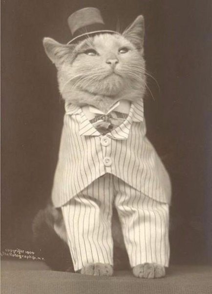 1900-е - время, когда одежда для котов была действительно элегантной. :)