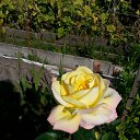 ���� �������, ������� - ��������� 11 �������� 2019 � ������ ���� ����������