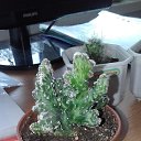 ���� ������ �������������, ������, 53 ���� - ��������� 17 ���� 2019 � ������ �������