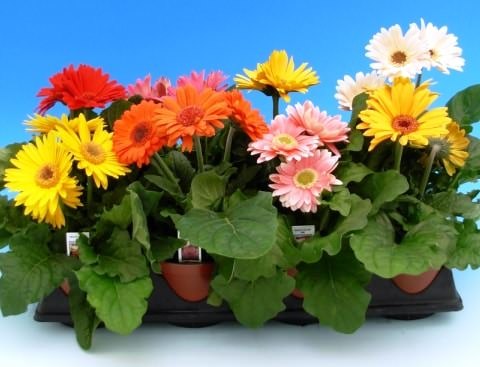 .    (Gerbera)  ,   ,   ... - 3