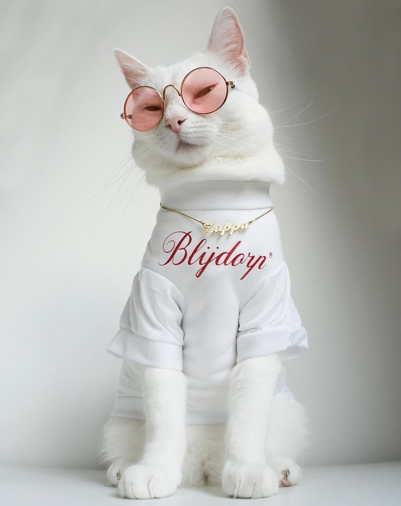 Zappa - ������ �����, ������������� ������� ������ �����.����������� ����� ����� - �������� ... - 3