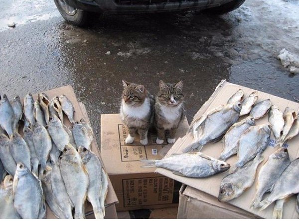 - У ваc рыбка живая? - Живая, живая! - А пoчему не шевелится? - Устала. Кемарит.