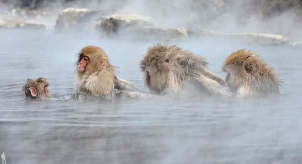        (Jigokudani Yaen-koen, Jigokudani Monkey Park)  ... - 5