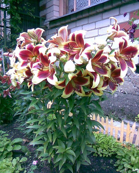 Лилия Кардиокринум.Гигантская лилия Кардиокринум (Cardiocrinum) в природе широко распространена в ... - 3