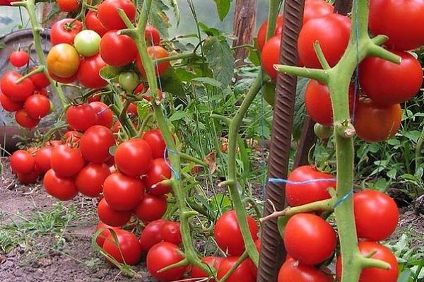 КАК ВЫРАСТИТЬ ВКУСНЫЕ ПОМИДОРЫ.«Помидоры я выращиваю в необогреваемой односкатной теплице длиной 6 м ...