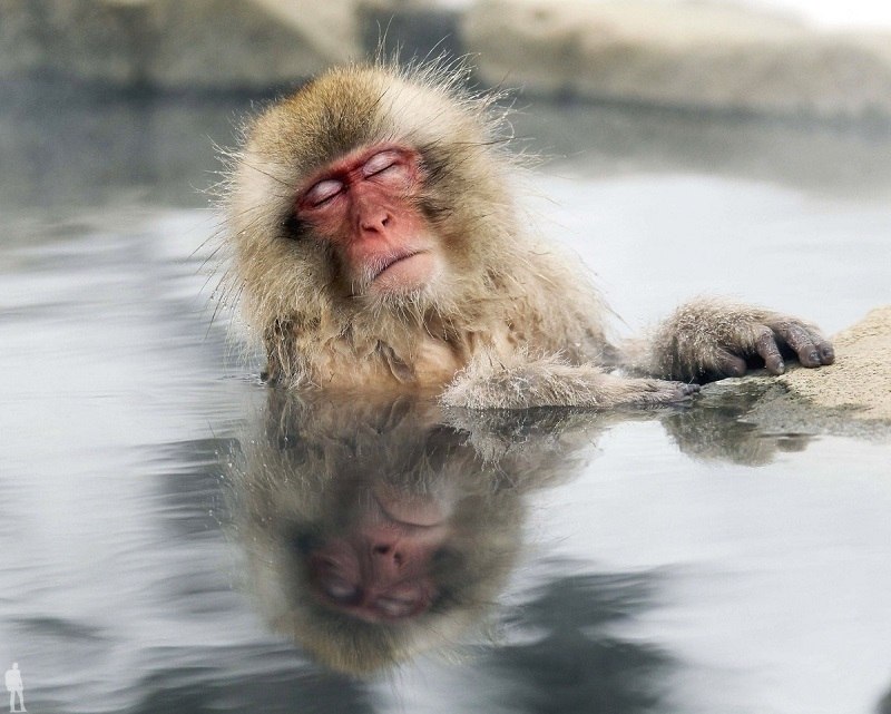        (Jigokudani Yaen-koen, Jigokudani Monkey Park)  ... - 4