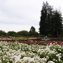  , , 70  -  15  2019   CA_2019_San Jose_Rose Garden_2