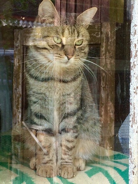 #Безкота_добро.Говорят, что кошки сами выбирают хозяев. Так и вышло. Любовь с первого взгляда. ... - 2