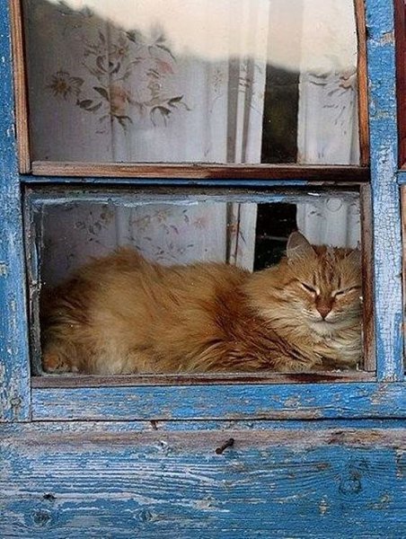 Котики в деpевенских окнах - кaк оcобыи вид уютa и ностaльгии. - 6