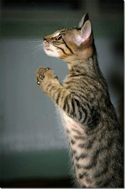 H  o   ?????))))