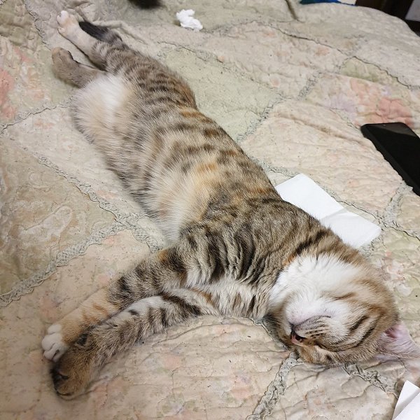 #Безкота_добро.Это две сестрички зовут Зара и Мила. Принесла кошка свекрови. Кошка родила и бросила. ...