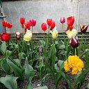 ���� �������, ���������, 61 ��� - ��������� 21 ���� 2019 � ������ ���� ����ۻ