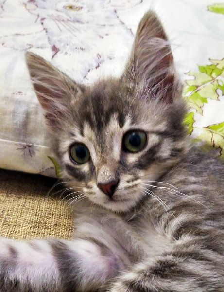 #Безкота_добро.Его привезла мне девушка, которая подобрала котика у метро. У него был обожжен нос, ... - 2