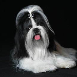 ����, �����������, 55 ���