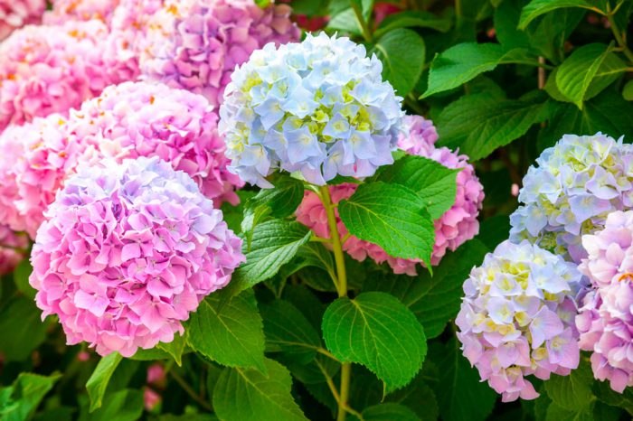 .  ,   (Hydrangea)      ...