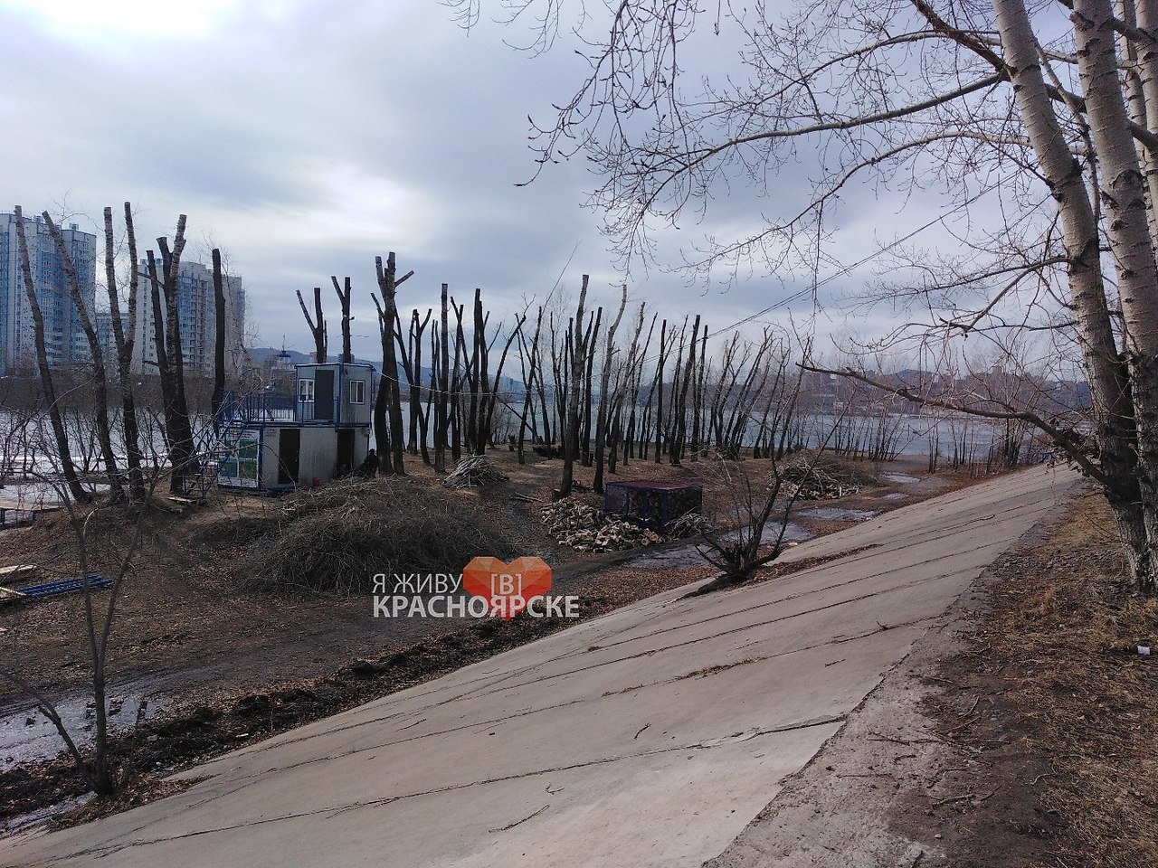 Красноярские депутаты хотят обязать коммунальщиков получать разрешения прежде чем вырубать деревья и ...