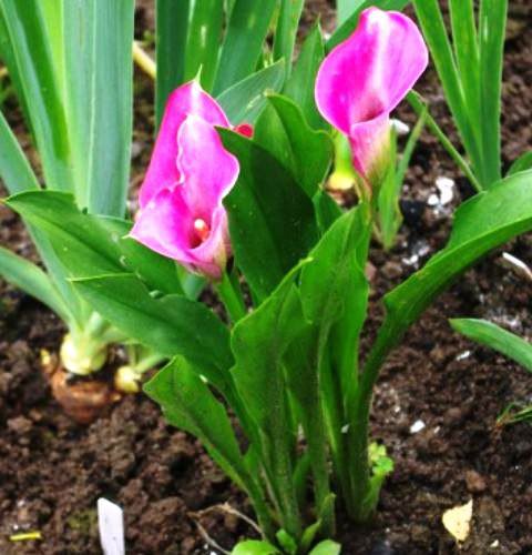  .    (Zantedeschia elliottiana  Zantedeschia rehmannii) ... - 3