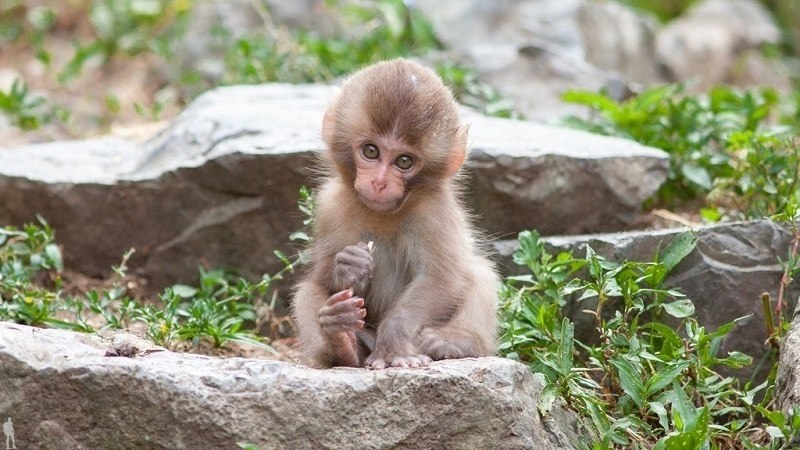        (Jigokudani Yaen-koen, Jigokudani Monkey Park)  ... - 6