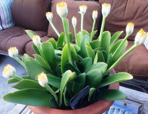 ��������.��� ��������� (Haemanthus) �� ��������� ����������� ����������� ����� 80 �����, ������� � ...