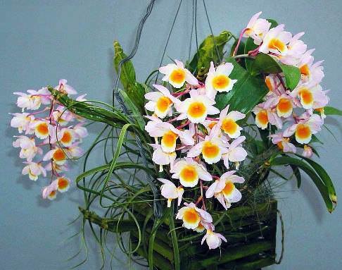  .Dendrobium      ,   ...