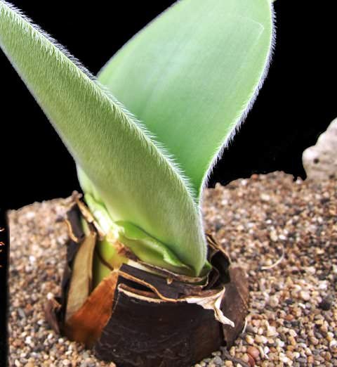 ��������.��� ��������� (Haemanthus) �� ��������� ����������� ����������� ����� 80 �����, ������� � ... - 2