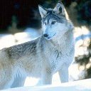 ���� ���������, ������ - ��������� 29 ������� 2019 � ������ �wolf�