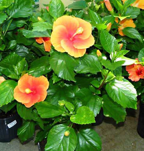 Гибискус или китайская роза.Гибискус (Hibiscus rosa-chinensis), также широко известный как китайская ...
