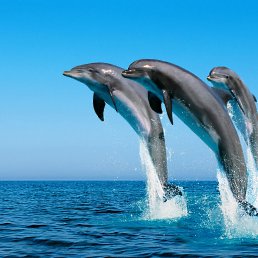 ���� 5555alba77, ������ - ��������� 19 ���� 2019