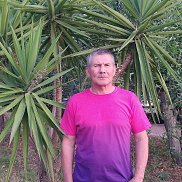 �����, 66 ���, �����������