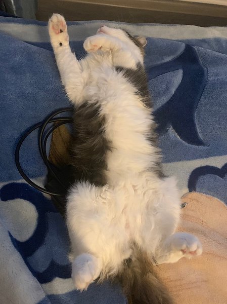 #Безкота_добро.Кекс сам пришёл. Решил завязать с бездомным существованием. От пережитого голода три ... - 7