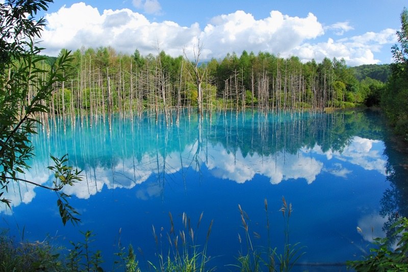    (Blue Pond Biei)    ,    ...