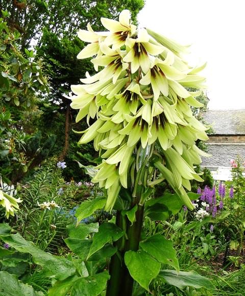 Лилия Кардиокринум.Гигантская лилия Кардиокринум (Cardiocrinum) в природе широко распространена в ... - 2