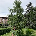 ���� �������, ������������, 44 ���� - ��������� 15 ���� 2019 � ������ ���� ����������