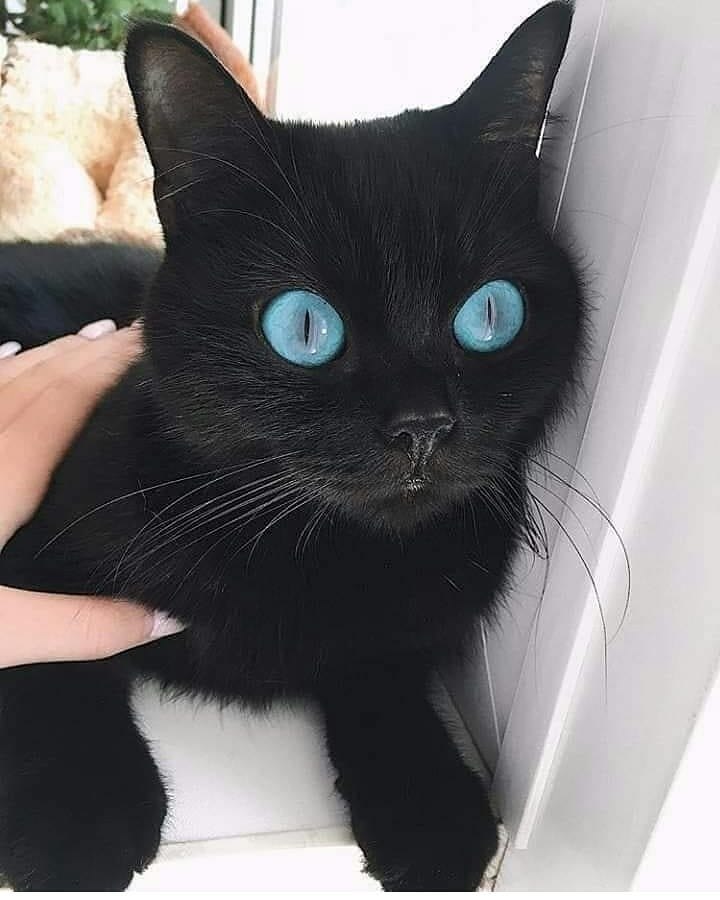 Порода кошек с черными глазами. Охос азулес кошка черная. Охос азулес гетерохромия. Черный кот с голубыми глазами. Череый кои с нрлубыми нлахами.