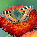 ���� ������, ������, 65 ��� - ��������� 1 ������� 2019