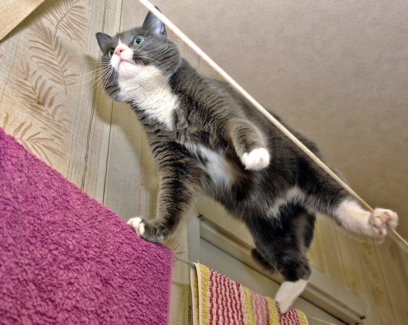 Котики-муркотики