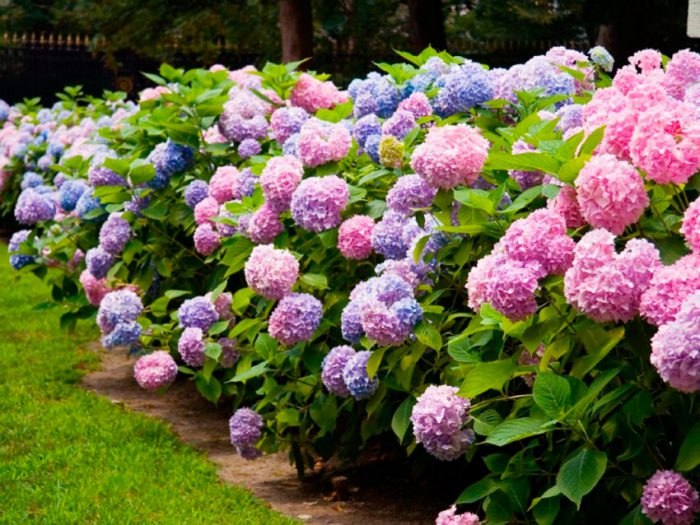 .  ,   (Hydrangea)      ... - 2