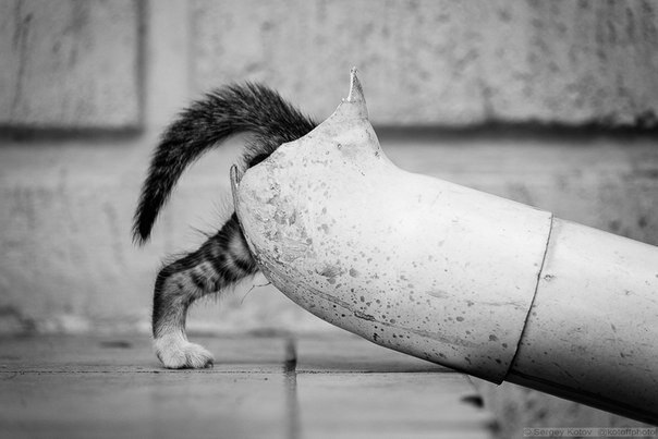 CatTube ).   .  .