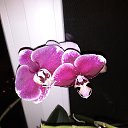 ���� �������, ������� �����, 50 ��� - ��������� 31 ������� 2019 � ������ ���� ����������