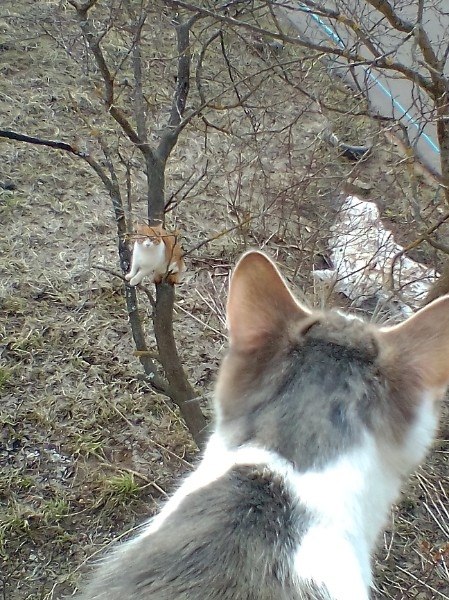 oa,  o  ?)    !