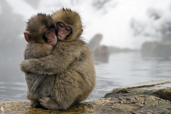        (Jigokudani Yaen-koen, Jigokudani Monkey Park)  ... - 9