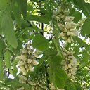 ���� Olga, ������������ - ��������� 17 ������� 2019 � ������ ���� ����������