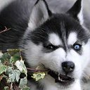 ���� Johan, ���������, 86 ��� - ��������� 12 ������� 2019 � ������ ���� ����������