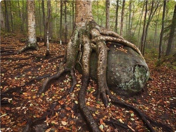 epea a ae, aoa ap Apoa, A.