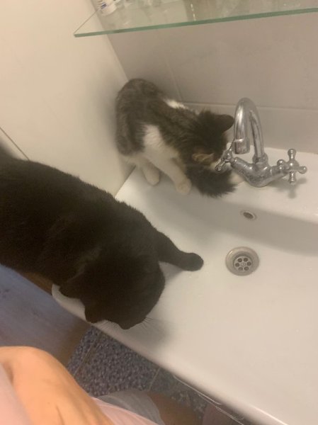 #Безкота_добро.Кекс сам пришёл. Решил завязать с бездомным существованием. От пережитого голода три ... - 8