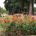  , , 70  -  15  2019   CA_2019_San Jose_Rose Garden_2